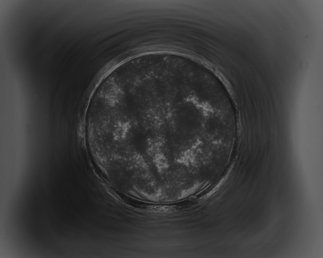 X0000100191529200806201244