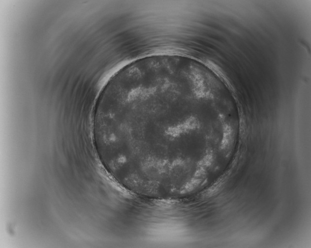 X0000100190854200806201356