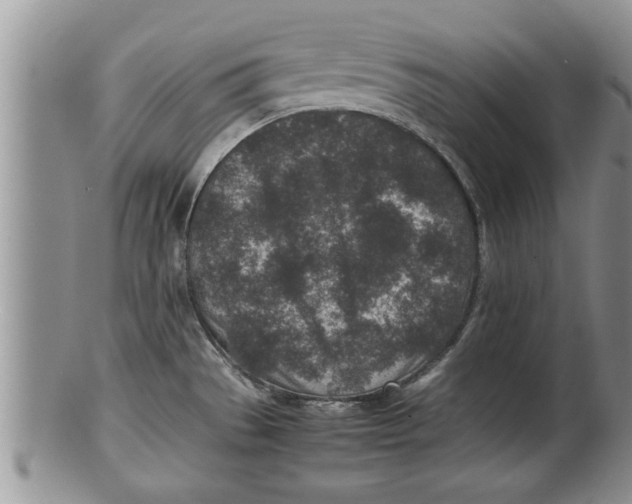 X0000100191529200806201346