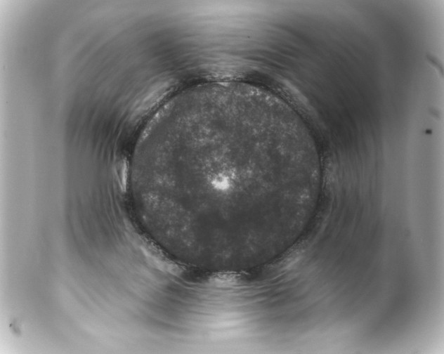 X0000100190076200806271629