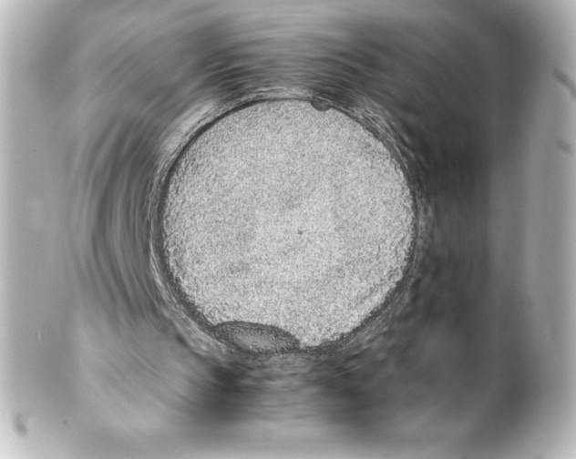 X0000100190145200806271627