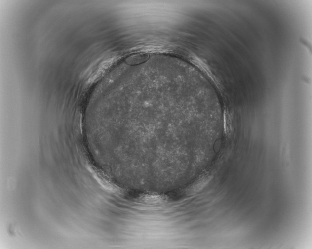 X0000100190205200806271626