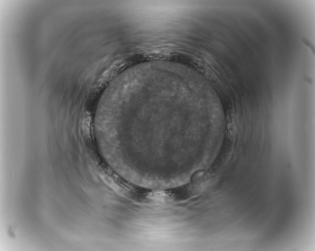 X0000100190231200806271626