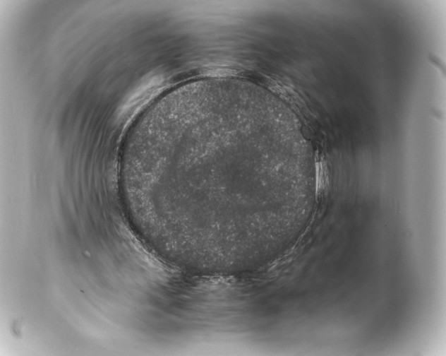 X0000100190243200806271625