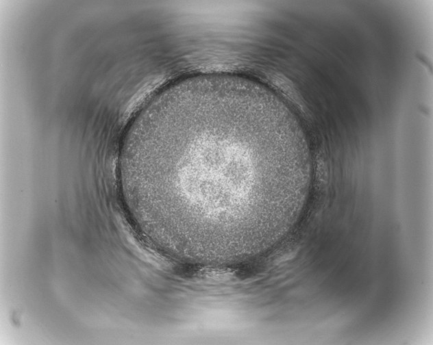 X0000100190491200806271622