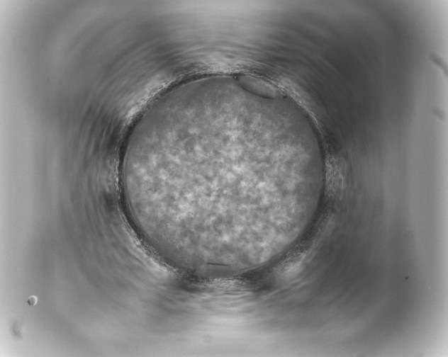 X0000100190581200806271621