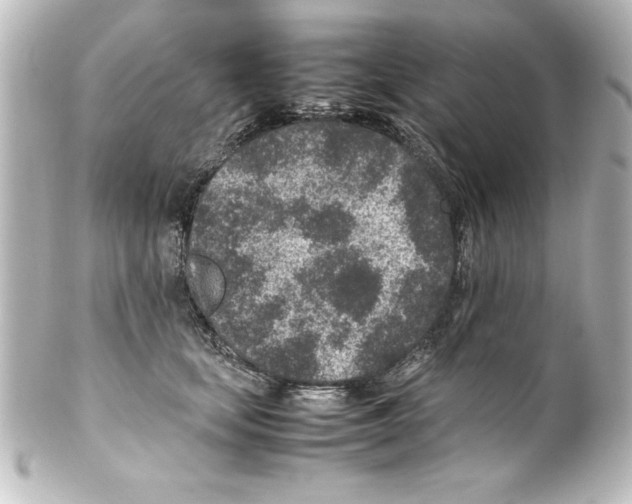 X0000100190659200806271620