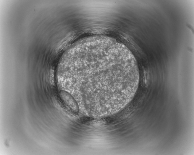 X0000100190696200806271619