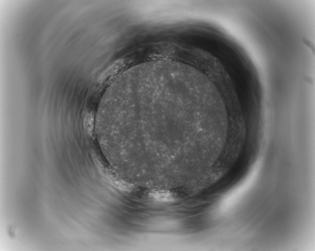 X0000100190767200806271619