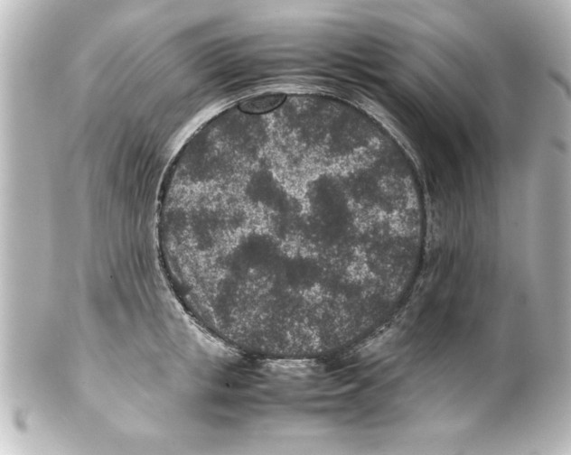 X0000100190853200806271617