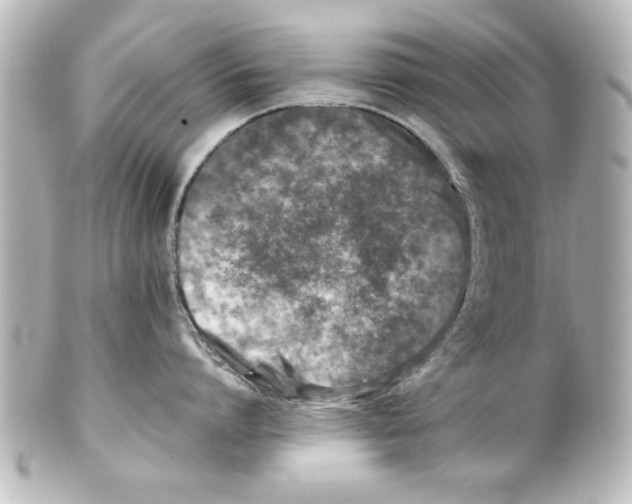 X0000100190864200806271617