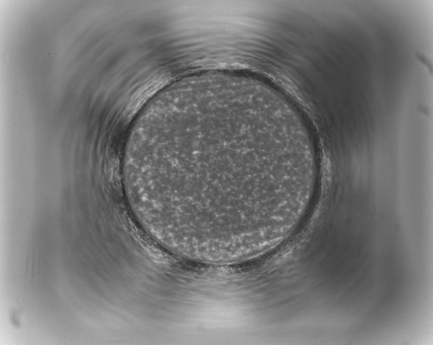 X0000100190881200806271616