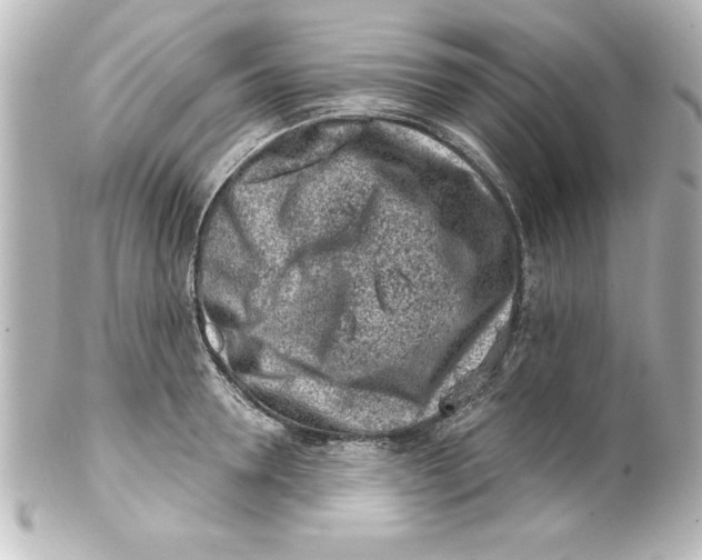 X0000100190946200806271615