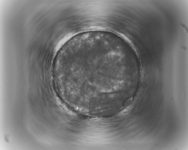 X0000100191373200806271608
