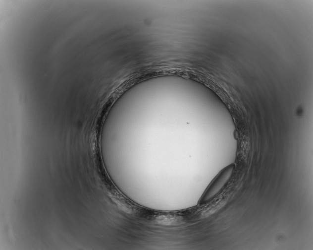 X0000100200708200805300747