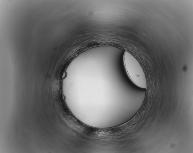 X0000100200756200805300747