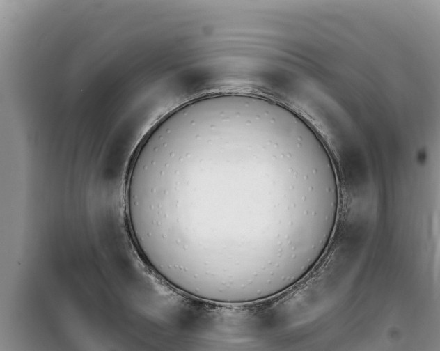 X0000100200994200805300743