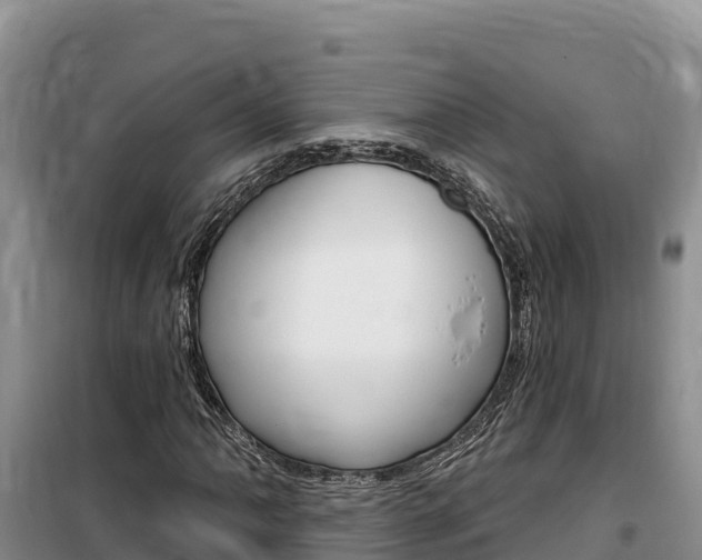 X0000100201062200805300742