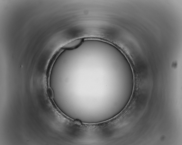 X0000100201072200805300742