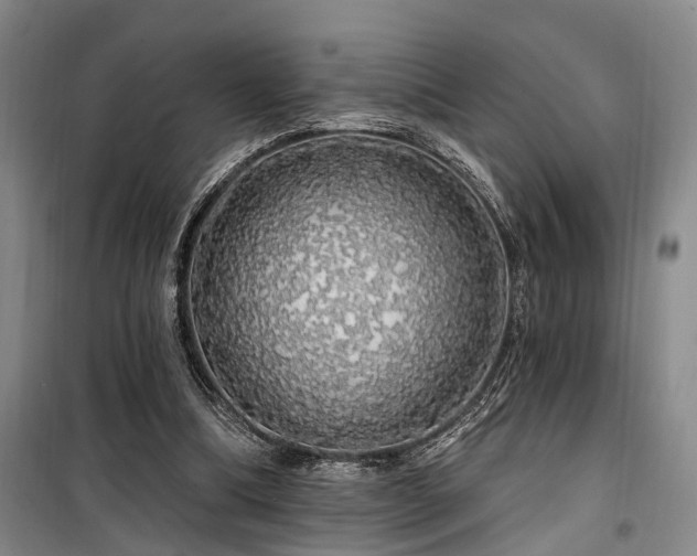 X0000100200298200805301316