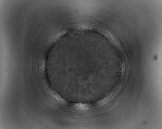 X0000100200326200805301316