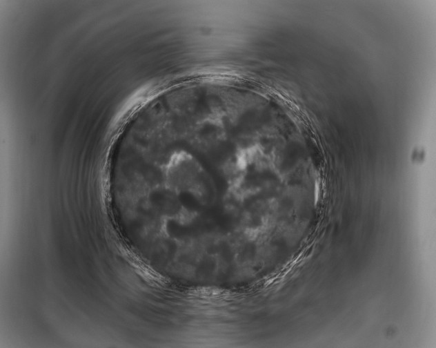 X0000100200339200805301315