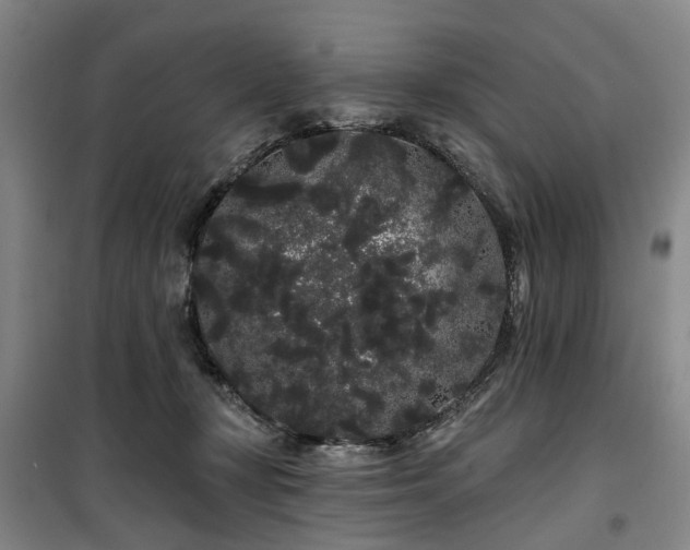 X0000100200367200805301315