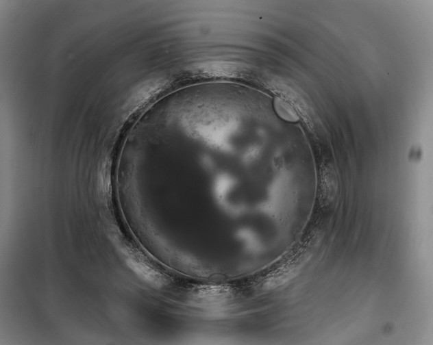 X0000100200398200805301315