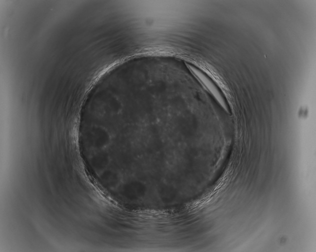 X0000100200434200805301313