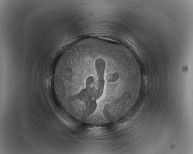 X0000100200499200805301313