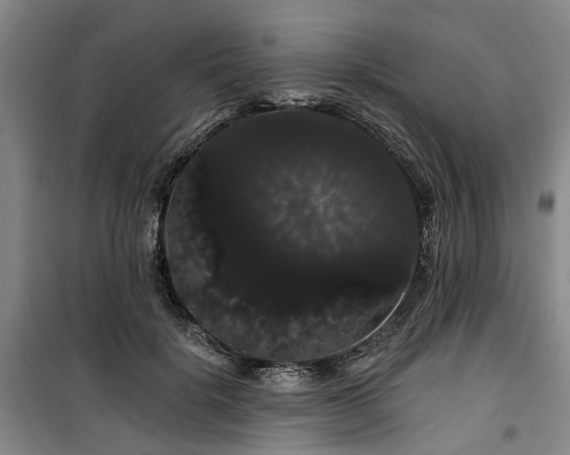 X0000100200652200805301311