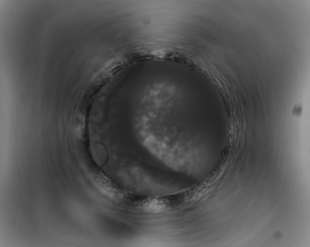 X0000100200656200805301311