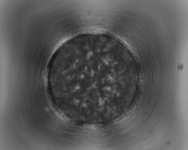 X0000100200679200805301310