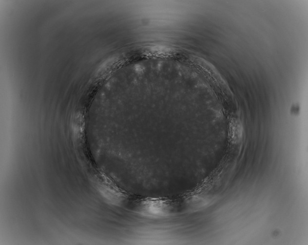 X0000100200701200805301310