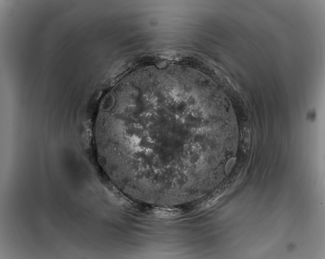 X0000100200707200805301310