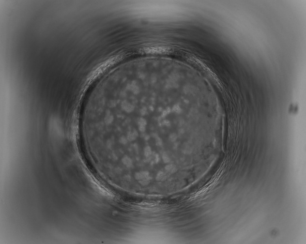 X0000100200725200805301309