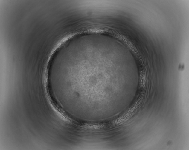 X0000100200726200805301309