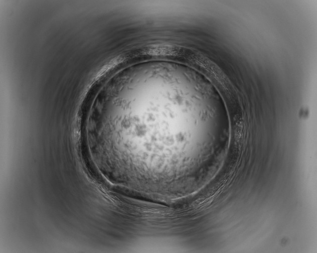 X0000100200727200805301309