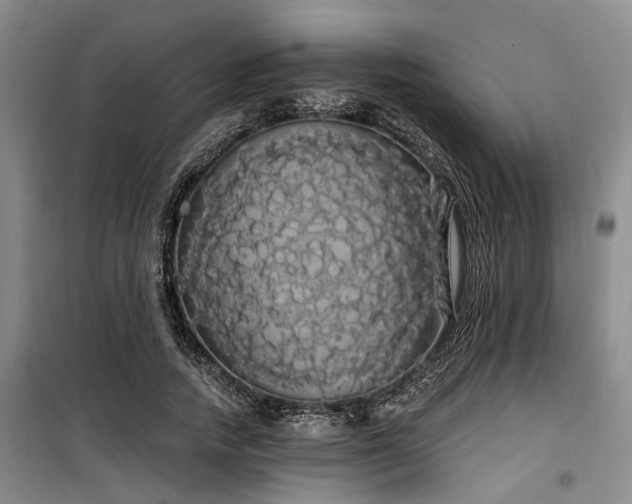 X0000100200738200805301309