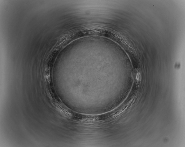 X0000100200771200805301309