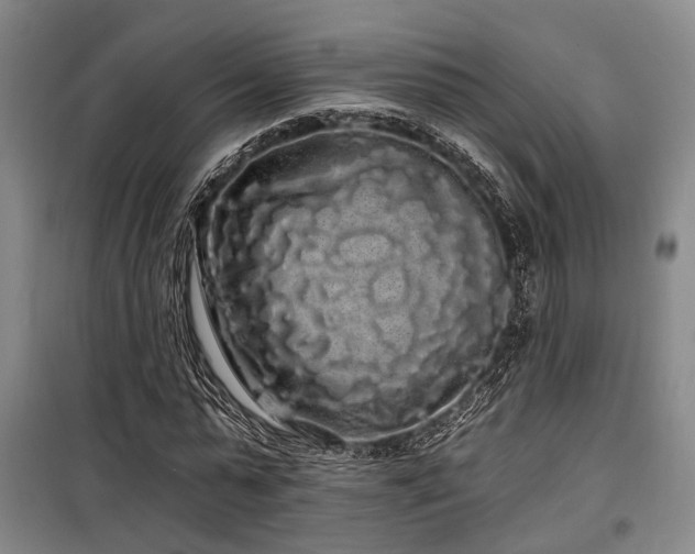 X0000100200775200805301309