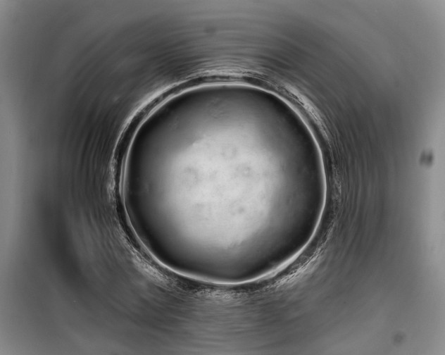 X0000100200779200805301309