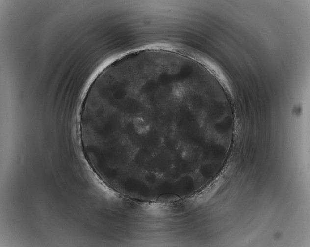 X0000100200808200805301308