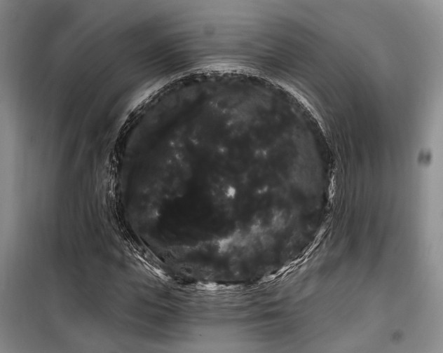 X0000100200823200805301308