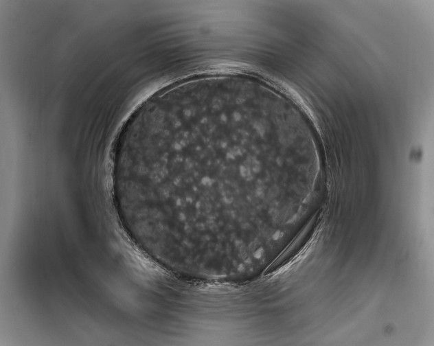 X0000100200835200805301308