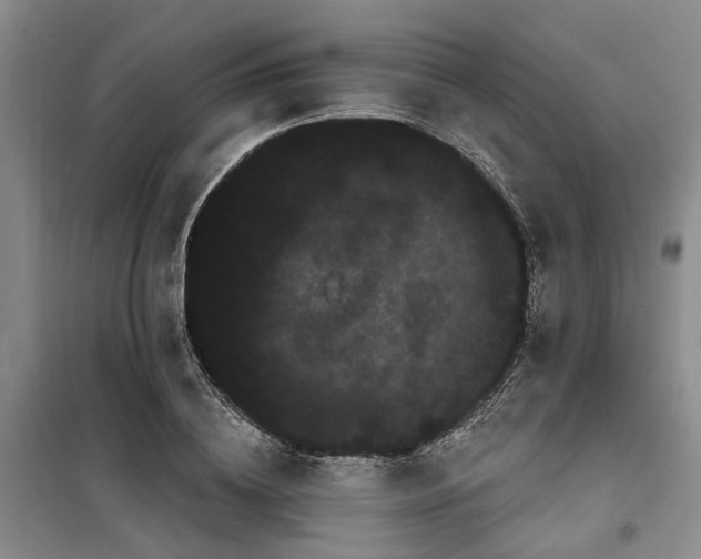 X0000100200836200805301308