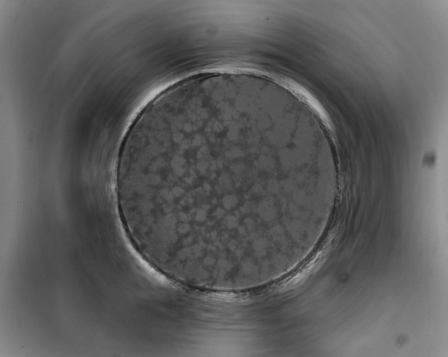 X0000100200855200805301308