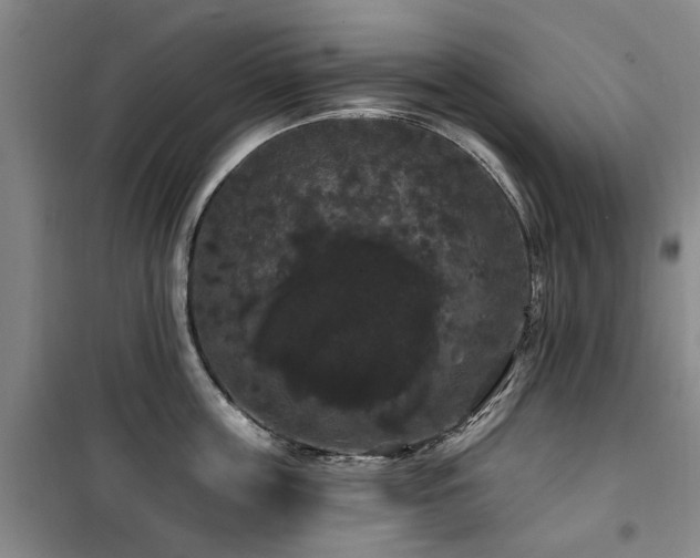 X0000100200859200805301308