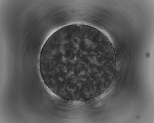 X0000100200903200805301307