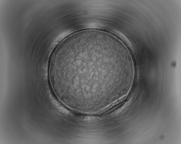 X0000100200938200805301307